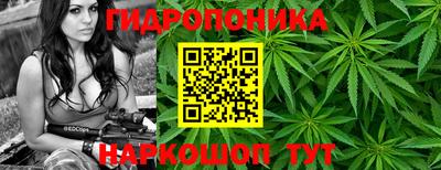 шишки Кандалакша